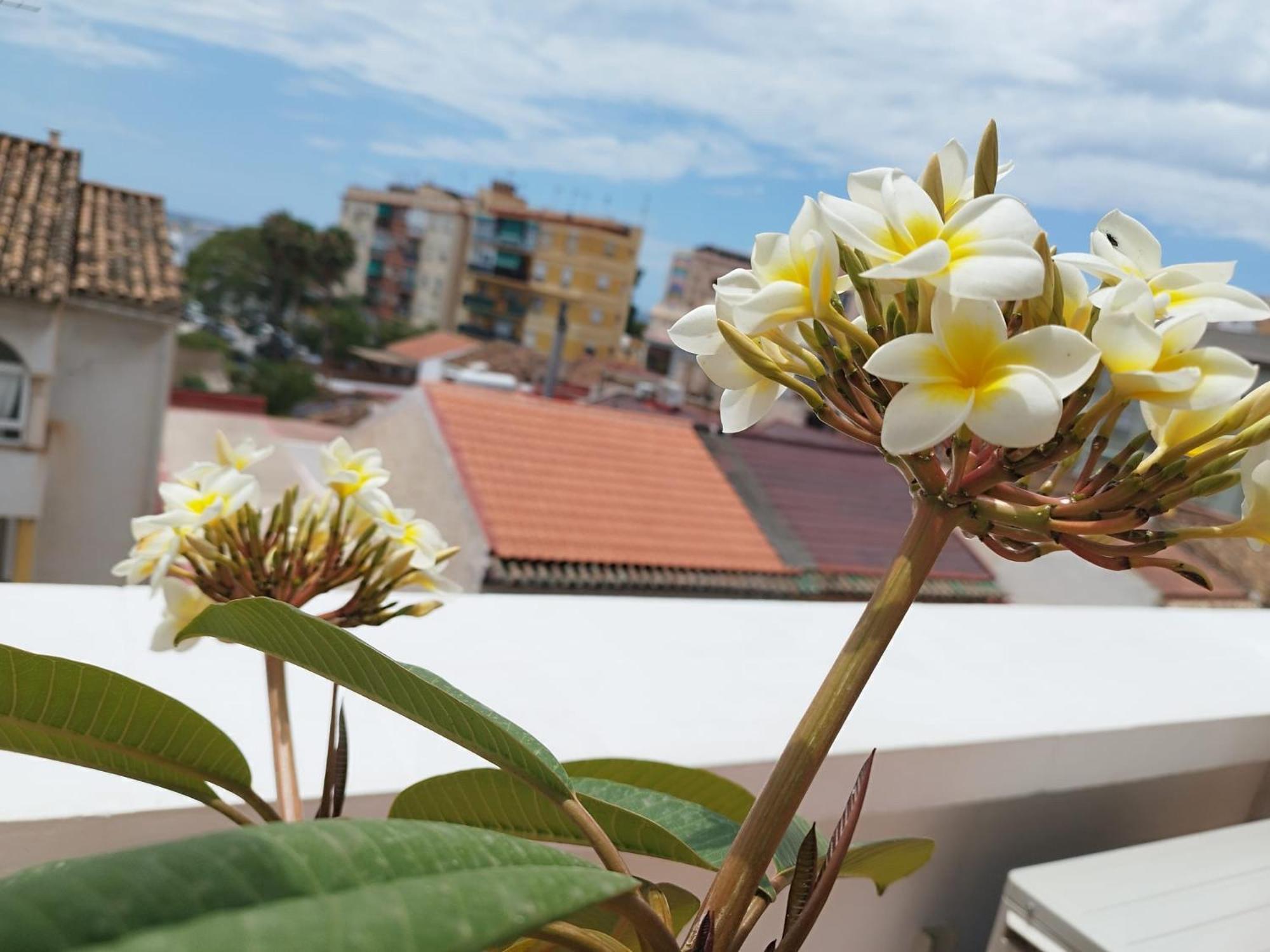Apartamento Plumaria Málaga Extérieur photo